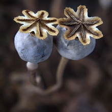 Amapola Blanca