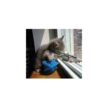 Killer Pussy
