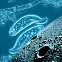 protozoa