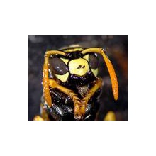 Wasp bite