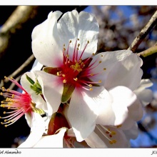 Las flores del almendro