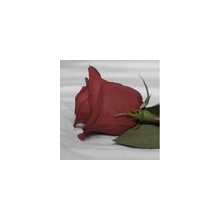 Winter Red Rose