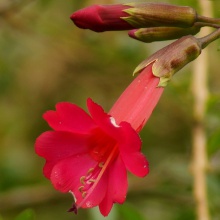 Flor de Arequipa