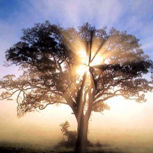 El Árbol De Los Deseos