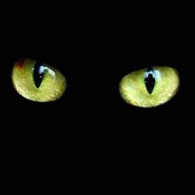 Juan Antonio Galiot - El gato