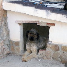 Paseando a Miss Sam