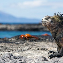 Galápagos