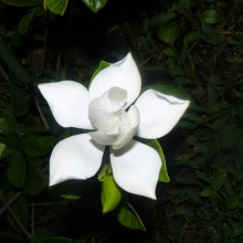 El jardín de Adaluz